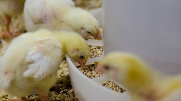 Chickens eating