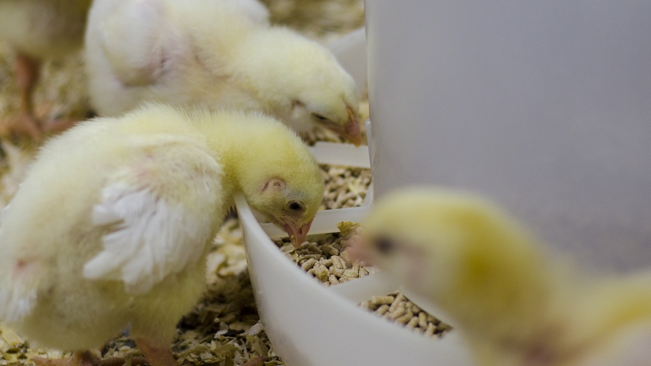 Chickens eating